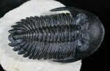 Large, Flying Hollardops Trilobite - #13934-6